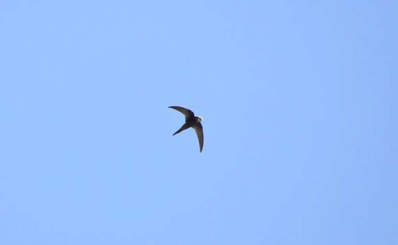 Image of Salim Ali's Swift