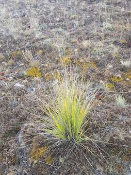 Image de Festuca sibirica Hack. ex Boiss.