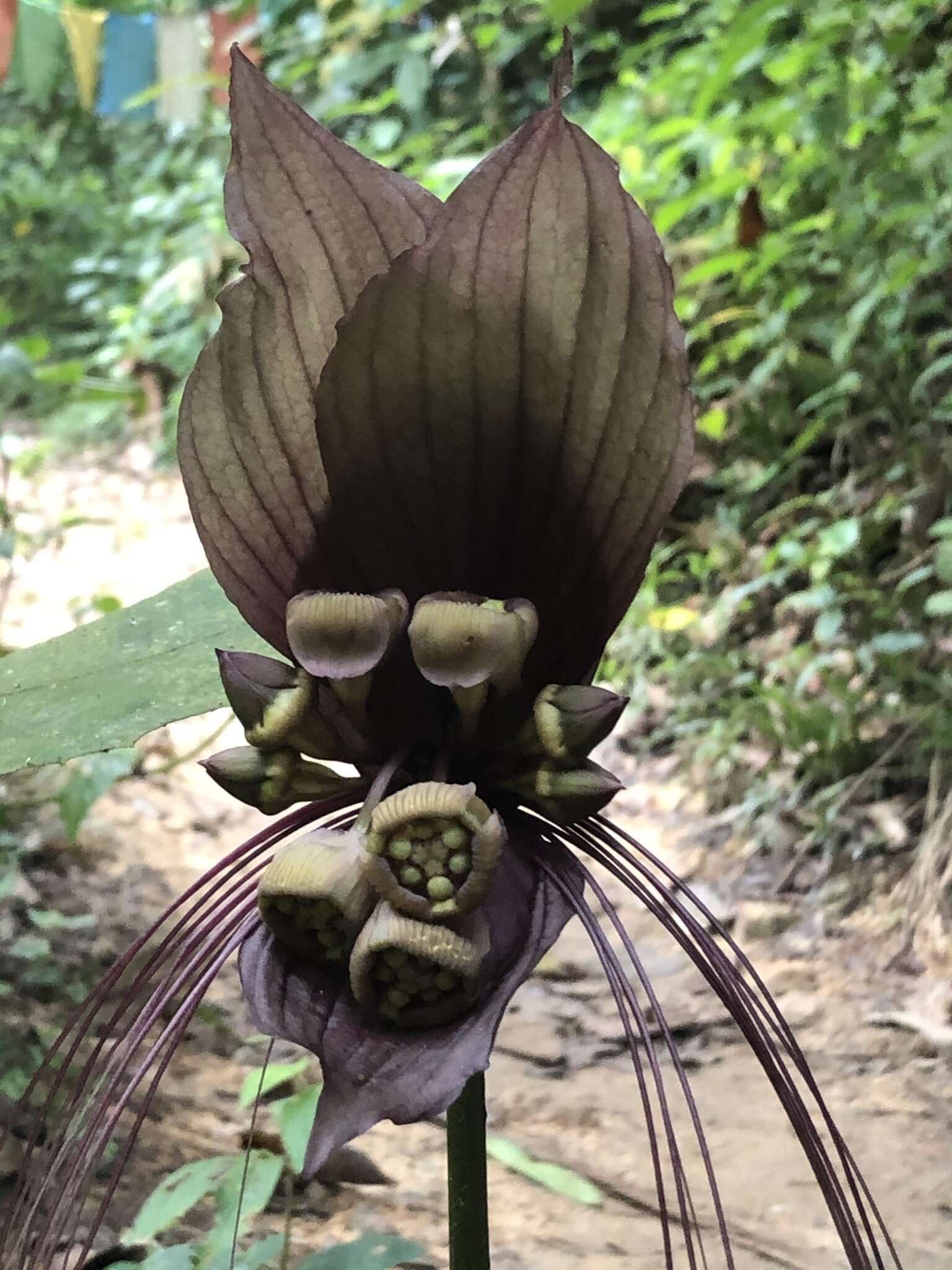 Sivun Tacca integrifolia Ker Gawl. kuva