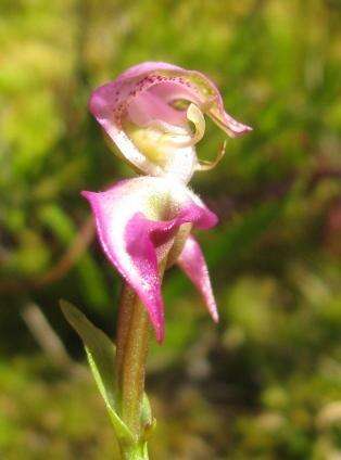 Image of Disperis paludosa Harv. ex Lindl.