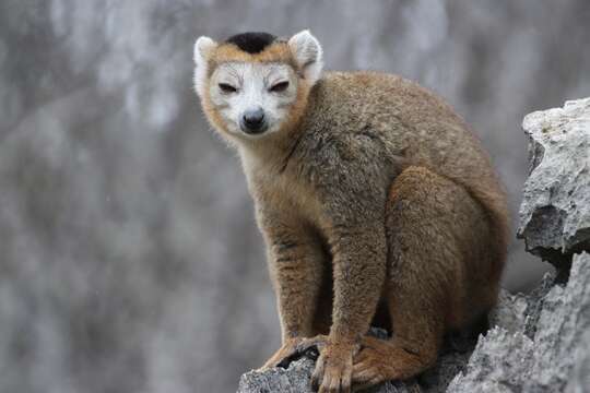 Image of Crowned Lemur