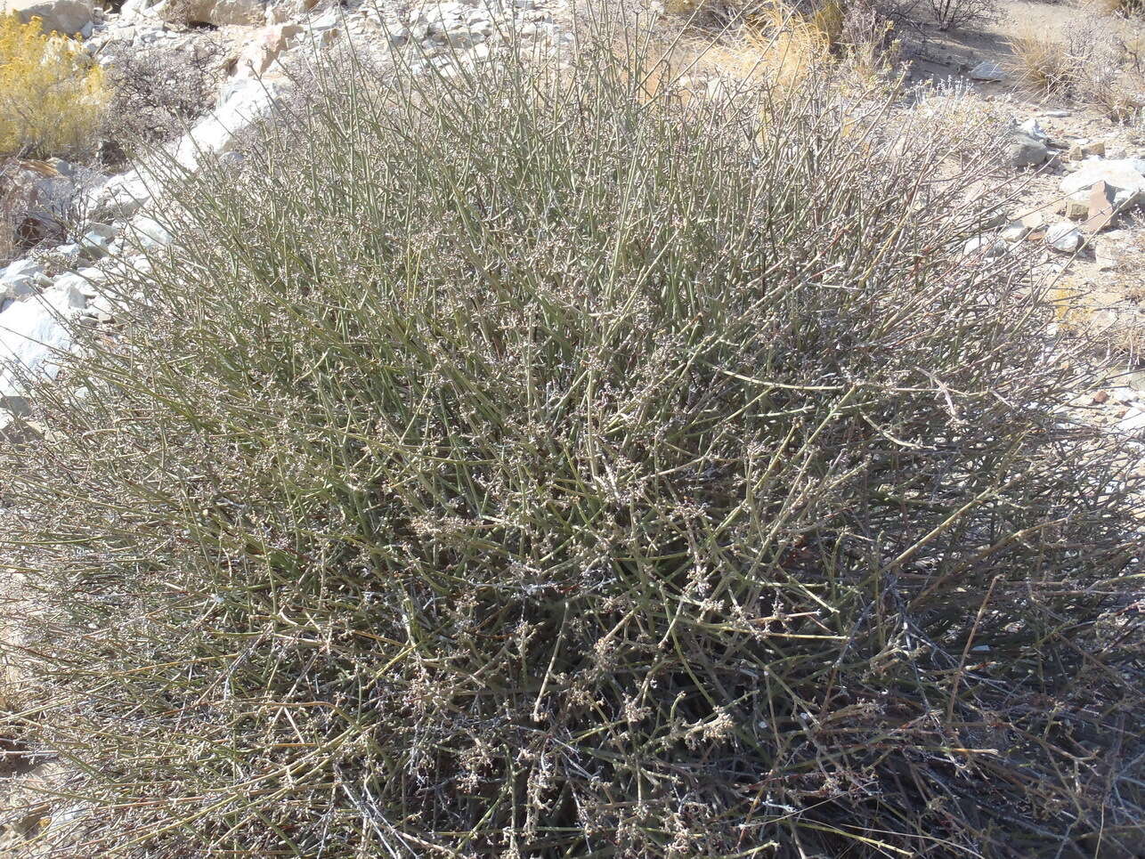 Image of Euphorbia racemosa E. Mey. ex Boiss.