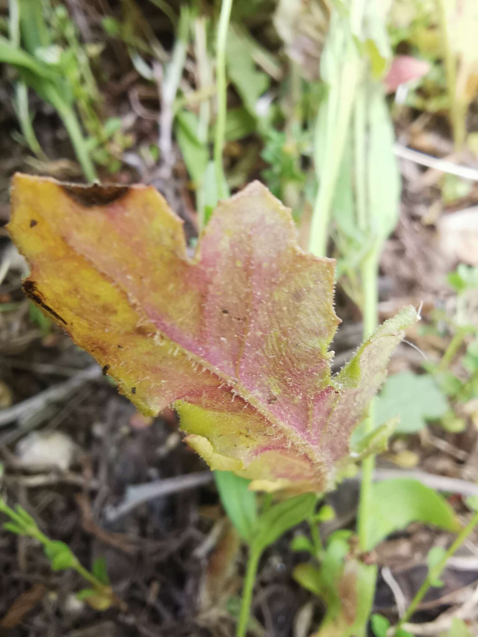 Plancia ëd Senecio lividus L.