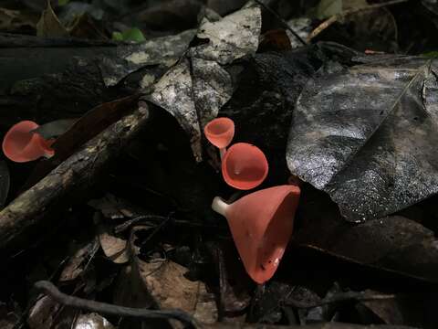 Image of Cookeina speciosa (Fr.) Dennis 1994