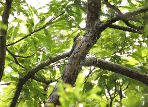 Image of Indian Pitta