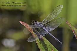 Слика од Celithemis verna Pritchard 1935