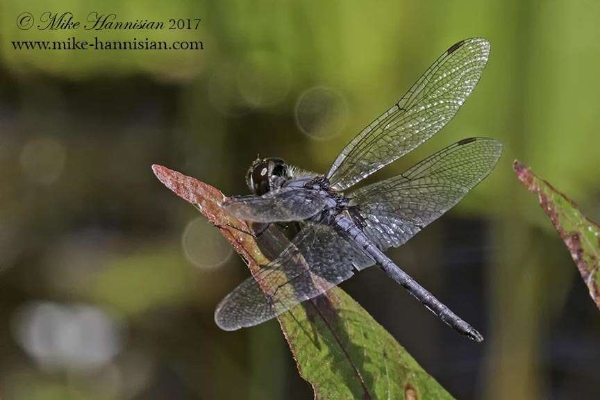 Слика од Celithemis verna Pritchard 1935