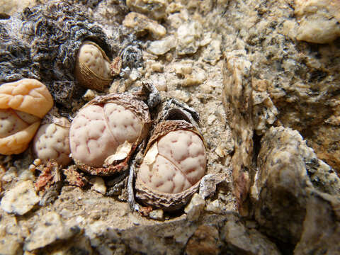 Image of Lithops ruschiorum (Dinter & Schwant.) N. E. Br.