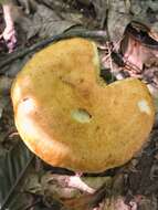 Image of Lactarius croceus Burl. 1908