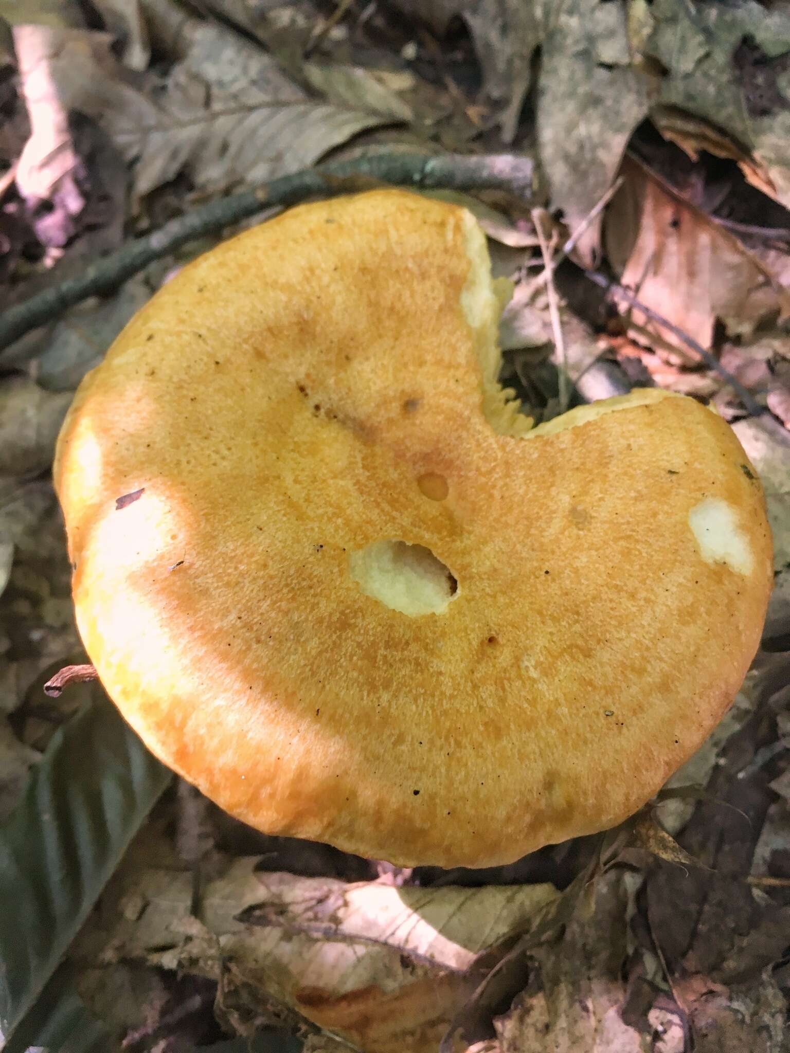 Image of Lactarius croceus Burl. 1908