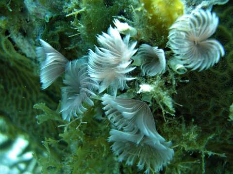 Image of Social feather duster