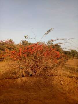 Image de Combretum paniculatum Vent.