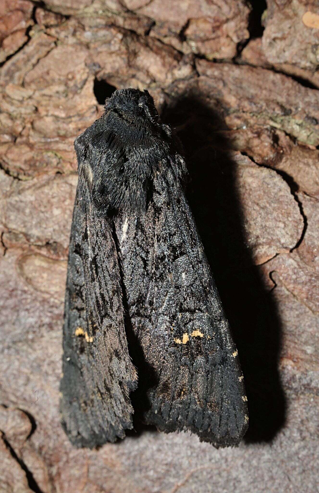 Image de noctuelle anthracite