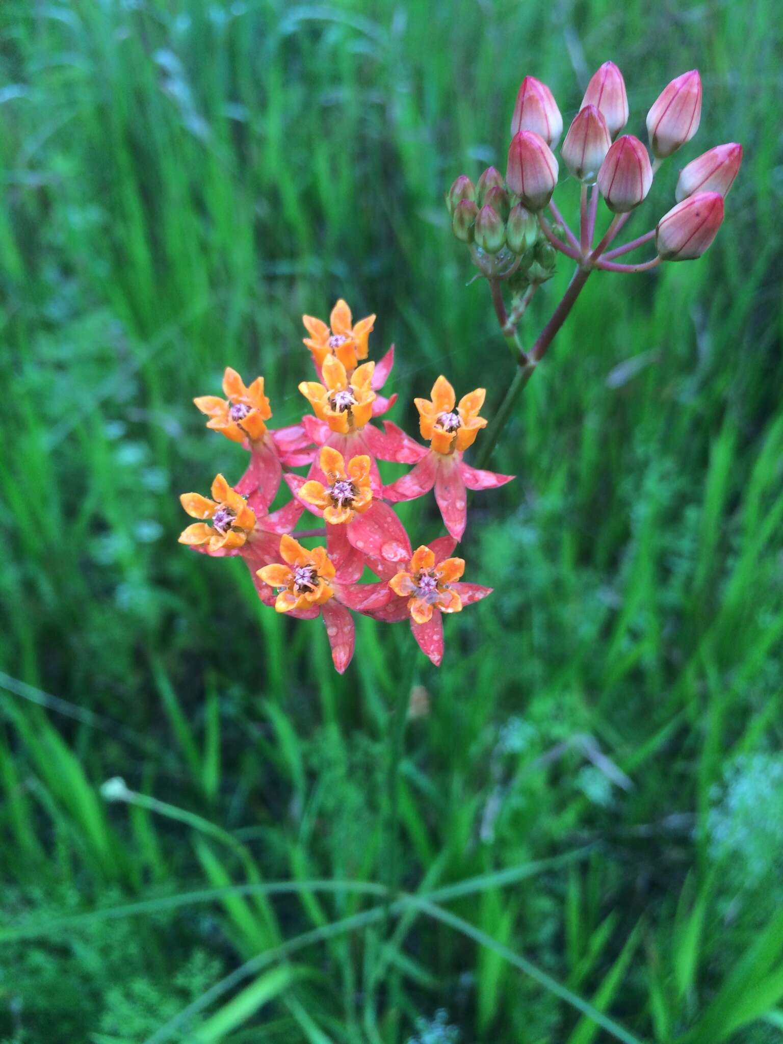 Image of fewflower milkweed