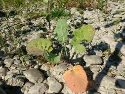 Plancia ëd Brassica oleracea L.