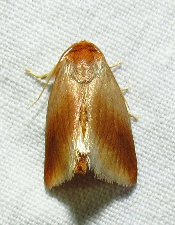 Image of Warm-chevroned Moth