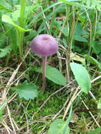 Image of Laccaria amethystina Cooke 1884