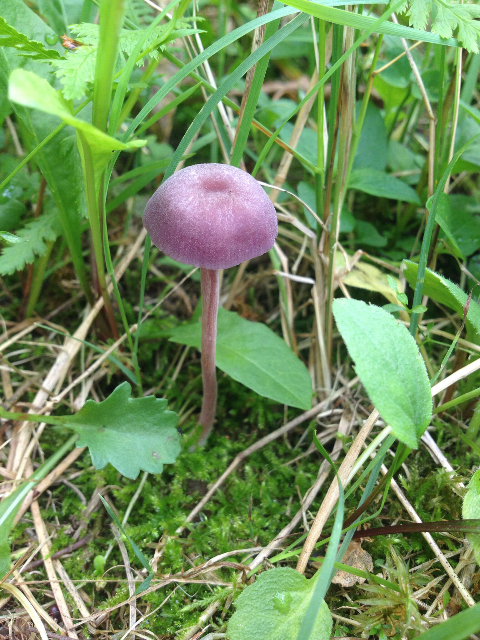 Image of Laccaria amethystina Cooke 1884