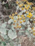 Image of Zaluzania montagnifolia (Sch. Bip.) Sch. Bip.