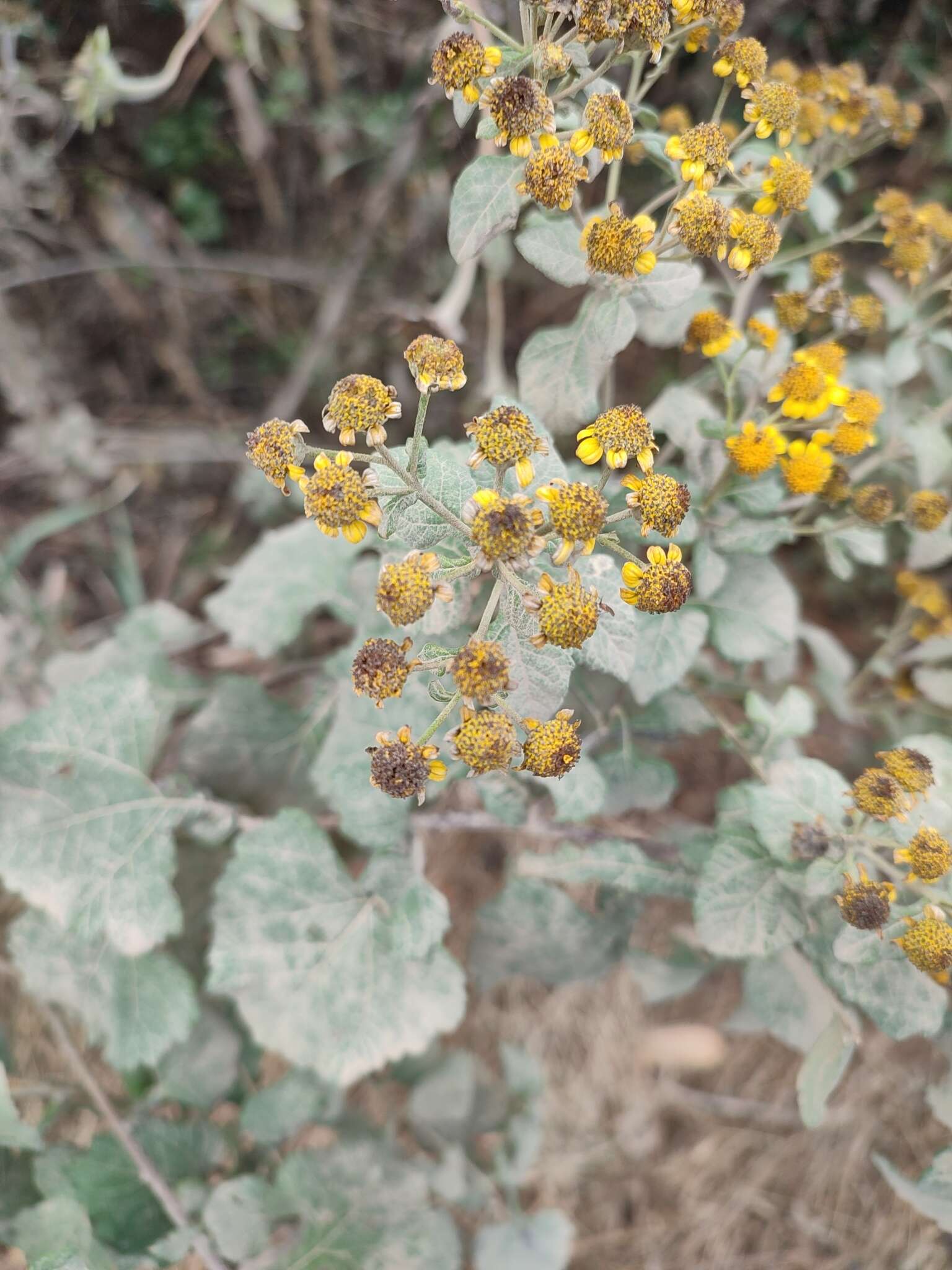 Image of Zaluzania montagnifolia (Sch. Bip.) Sch. Bip.