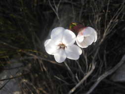 Image of Disa fasciata Lindl.