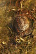 Image of Coahuilan box turtle