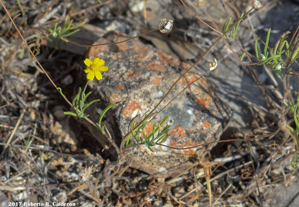 Image of fineleaf fournerved daisy