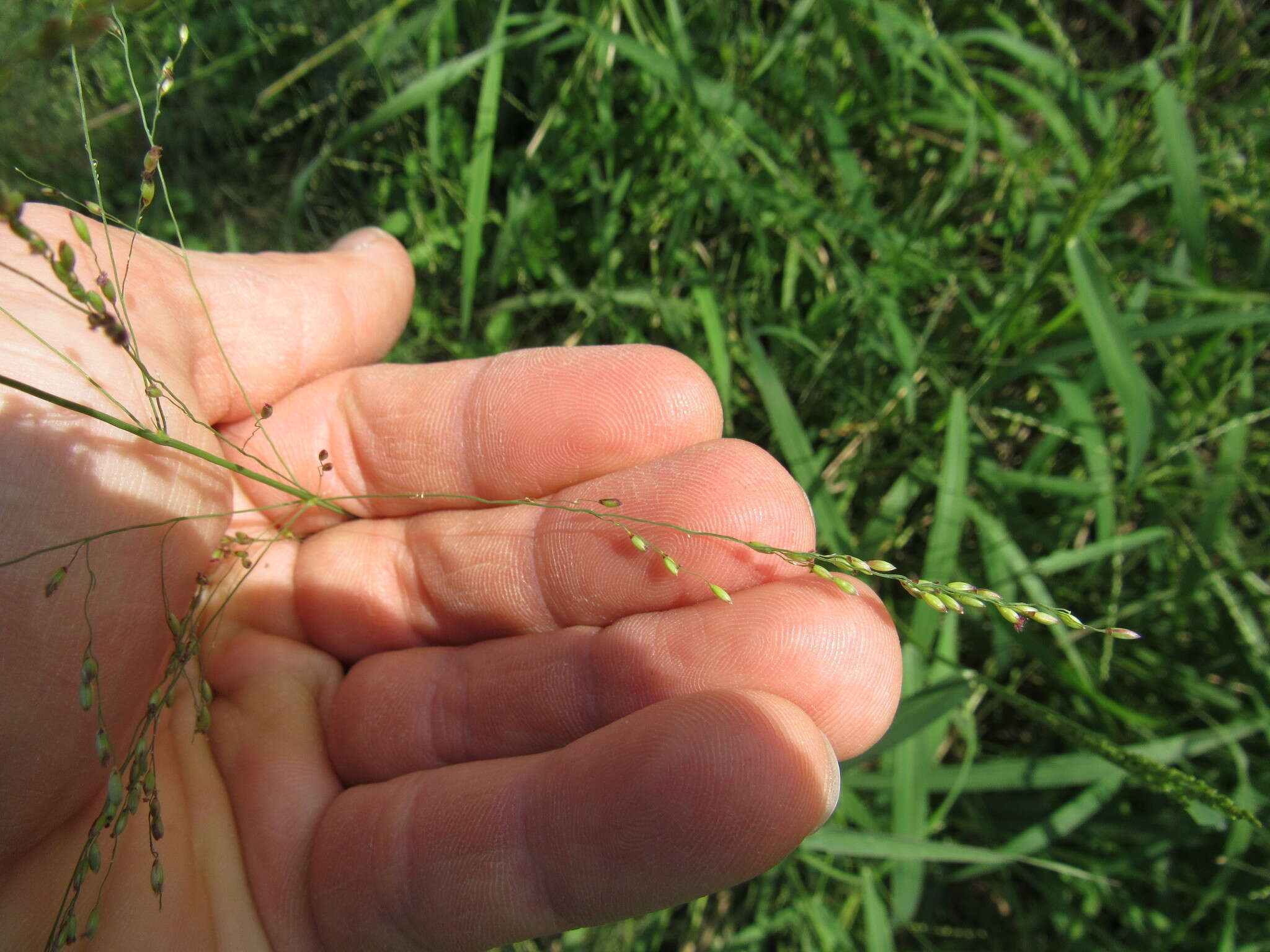 Image of Guinea Grass