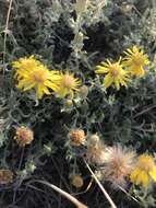 Image of hoary false goldenaster