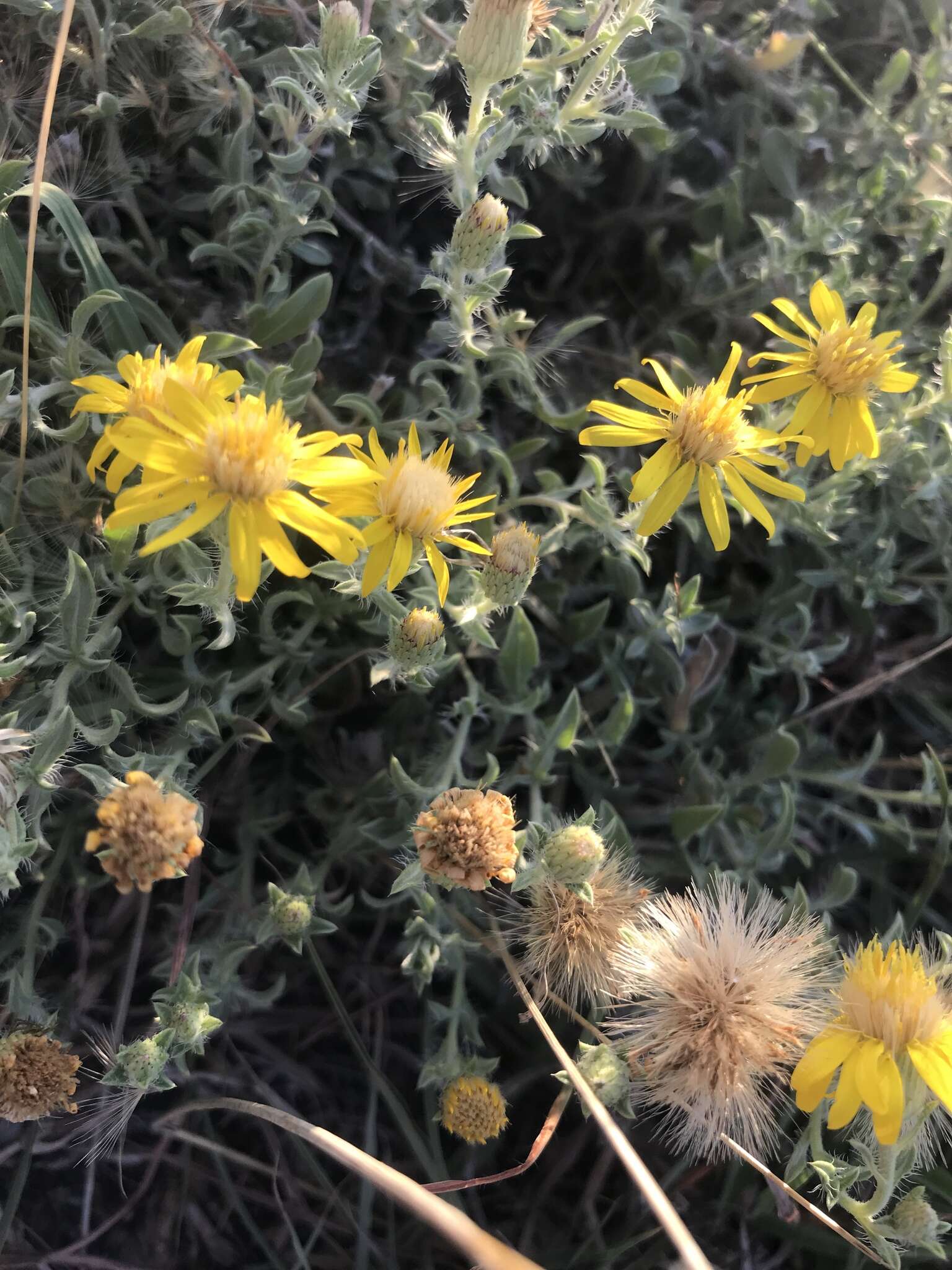 Image of hoary false goldenaster