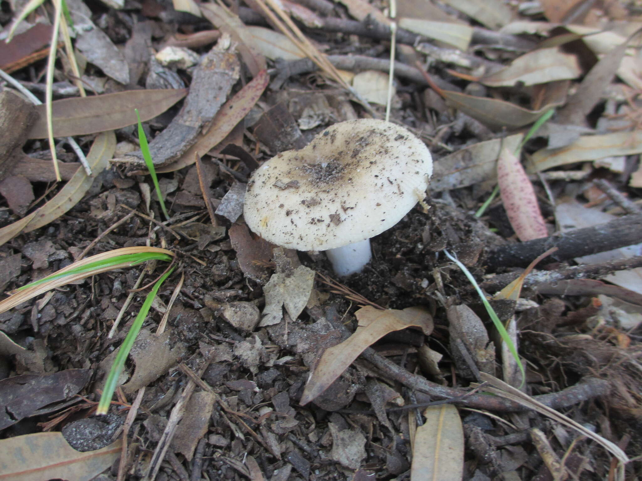 Image of Russula sororia (Fr.) Romell 1891