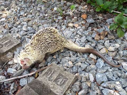 Image of Brazilian Porcupine