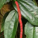 Image of Piper macropiper Pennant