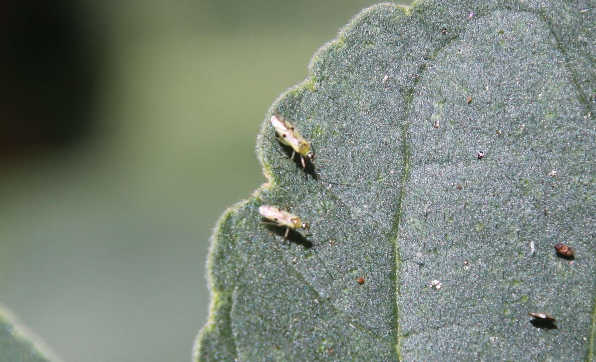 Image of Tupiocoris notatus (Distant 1893)