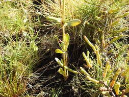 Image of Schenkia australis (R. Br.) G. Mansion