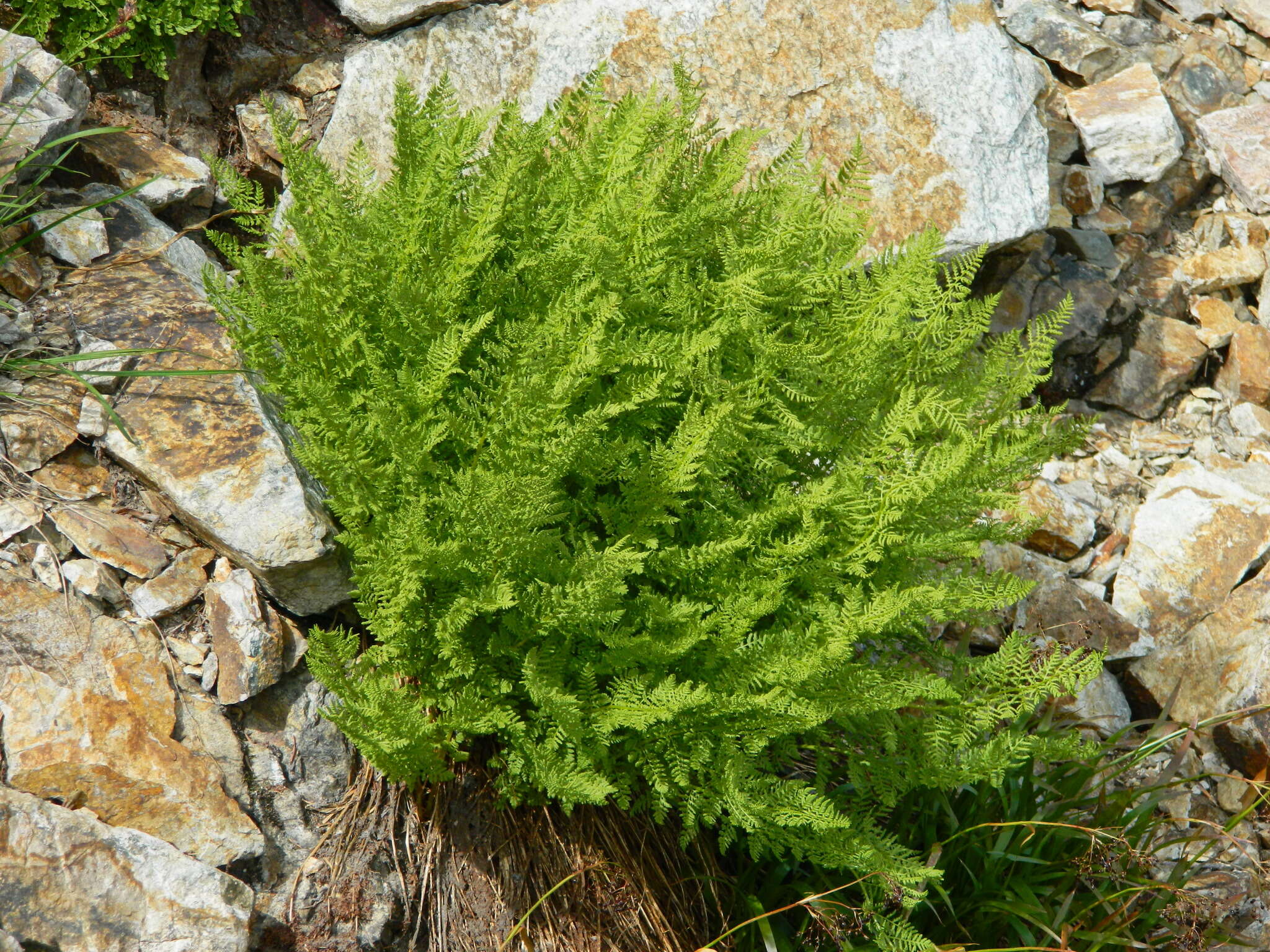 Image of alpine lady-fern