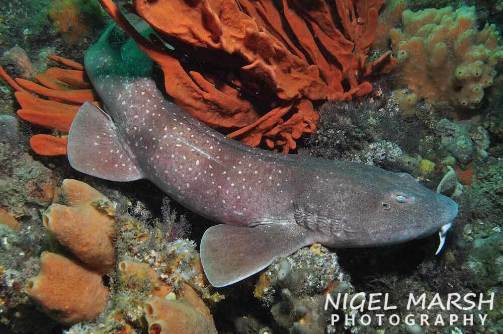 Image of blind sharks