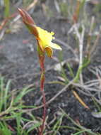Image of Philydrella pygmaea (R. Br.) Caruel