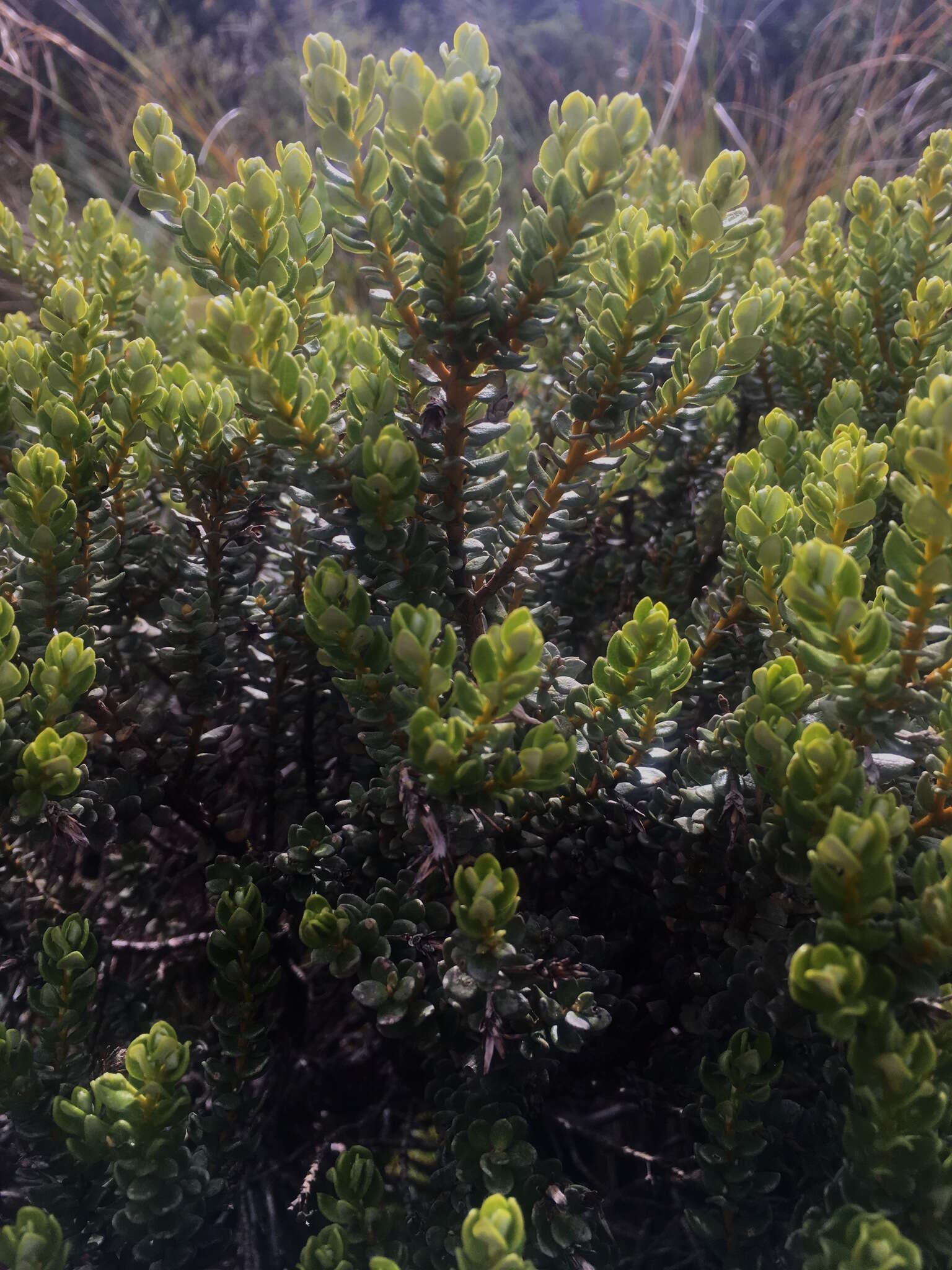 Image of Olearia nummularifolia Hook. fil.