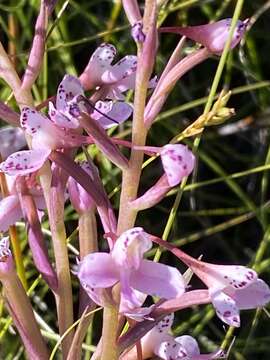 Image of Disa oreophila Bolus