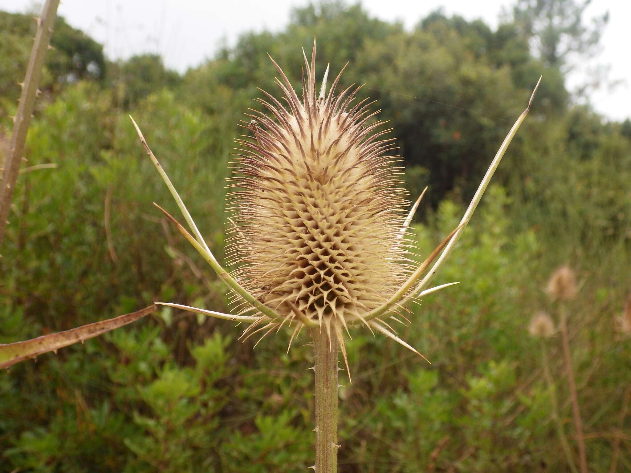 Image of Dipsacus comosus Hoffmanns. & Link