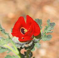 Image of blackspot hornpoppy