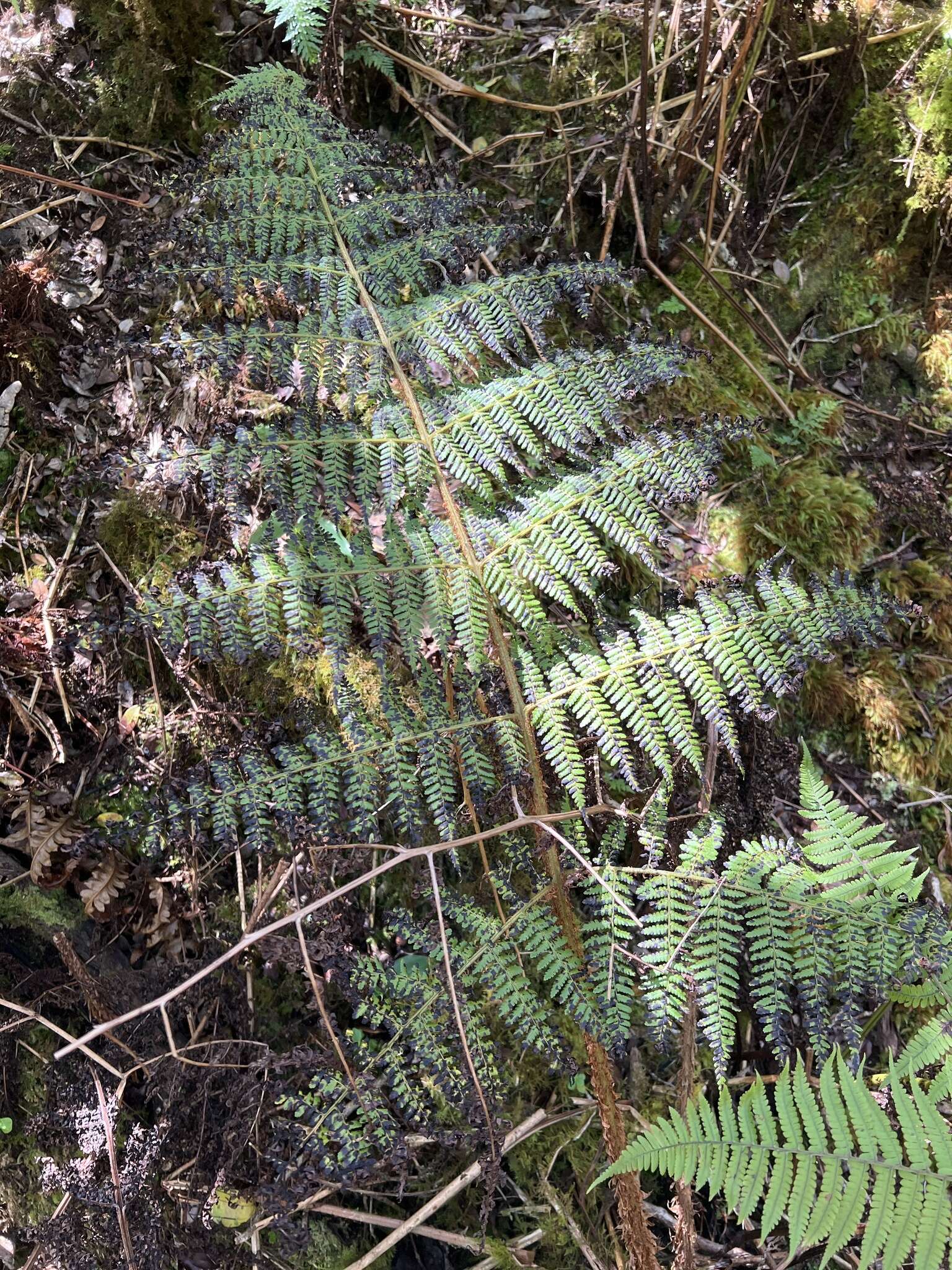 Imagem de Dryopteris unidentata (Hook. & Arn.) C. Chr.