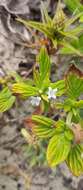 Image of rough buttonweed