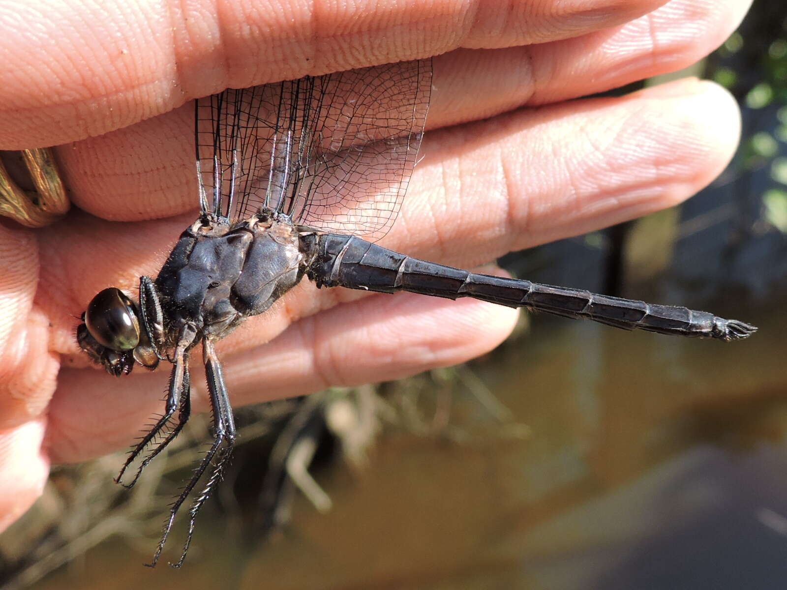 Libellula incesta Hagen 1861 resmi