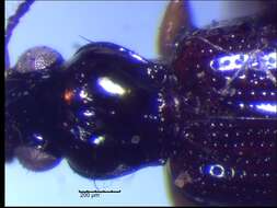 Image of Bembidion (Trepanedoris) frontale (Le Conte 1847)