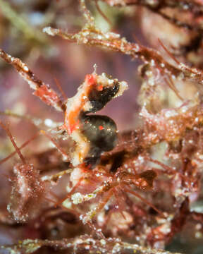 Image of Pontoh`s Pygmy Seahorse