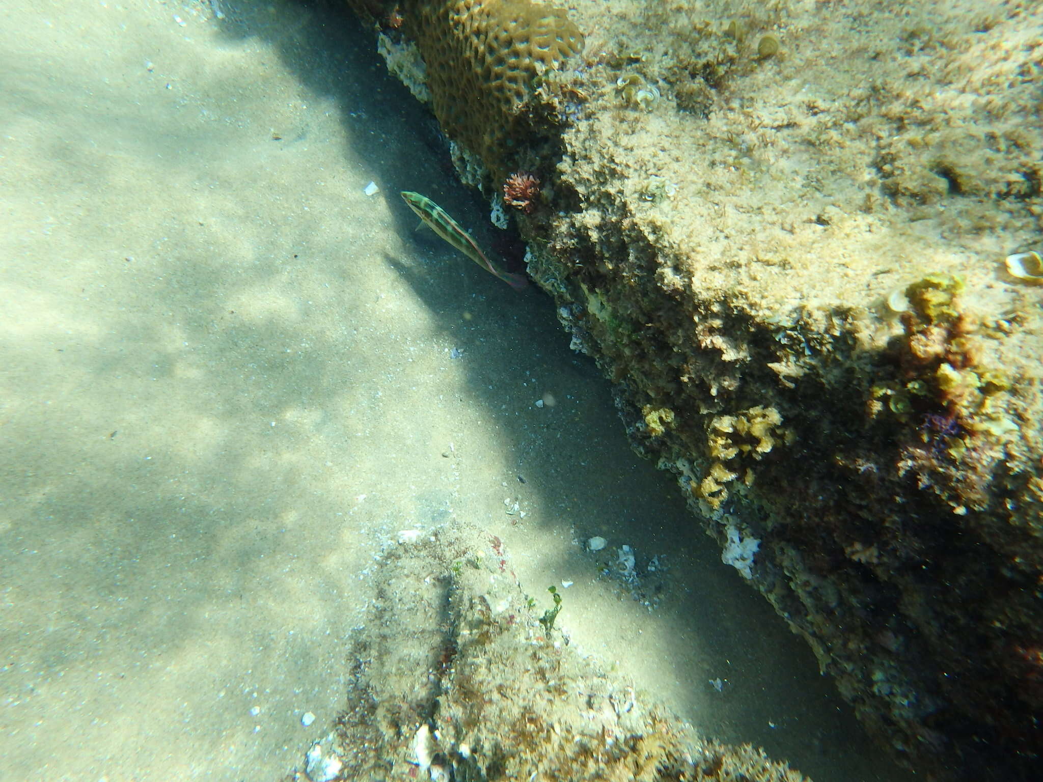 Image of Spot-tail wrasse