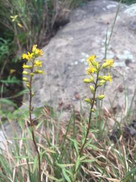 Imagem de Solidago simplex var. racemosa (E. Greene) G. S. Ringius