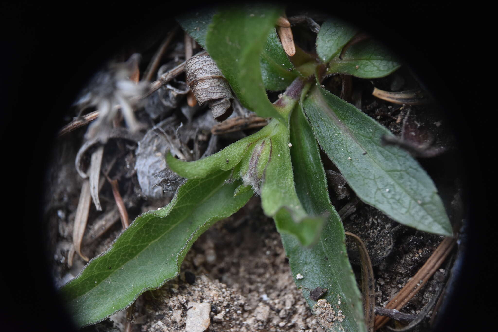 Eurybia merita (A. Nels.) G. L. Nesom resmi